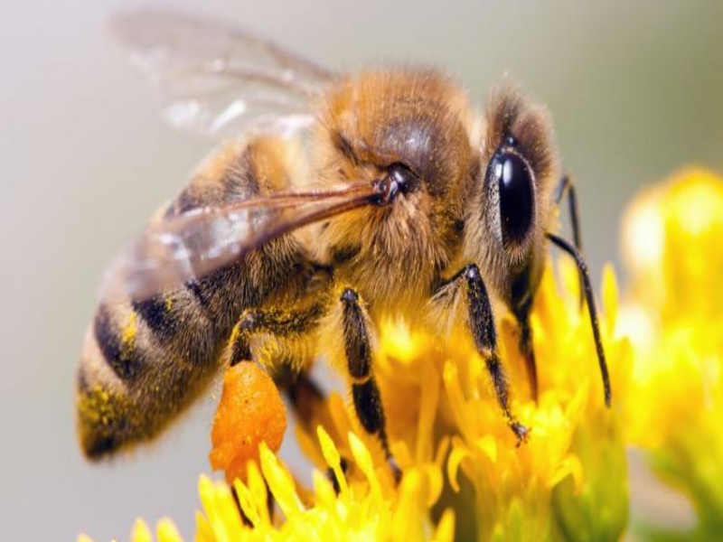 Owady-pszczoła puzzle