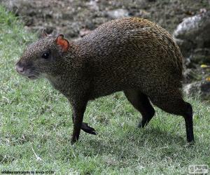 Układanka Agouti