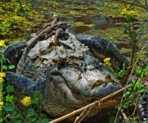 Układanka aligator amerykański, jeden z największych krokodyli w obu Amerykach, gatunków chronionych w USA