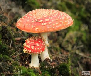 Układanka Amanita muscaria