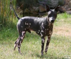 Układanka Amerykański Hairless Terrier