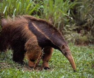 Układanka anteater