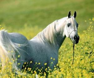 Układanka Arab Horse, biały na polu