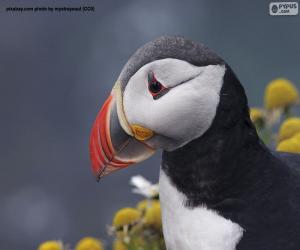 Układanka Atlantic puffin głowy