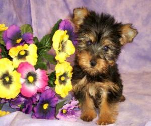 Układanka Australian Silky Terrier szczeniaka