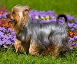 Układanka Australian Silky Terrier Terier australijski lub terier pochodzi z Australii