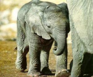 Układanka Baby elephant ze swoją matką