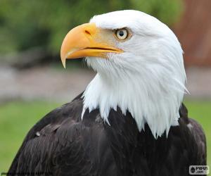 Układanka Bald Eagle głowy