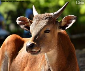 Układanka Banteng azjatycki