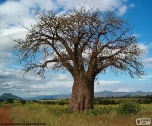 Układanka Baobab afrykański