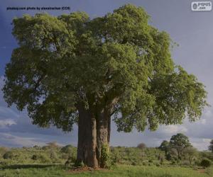Układanka Baobab