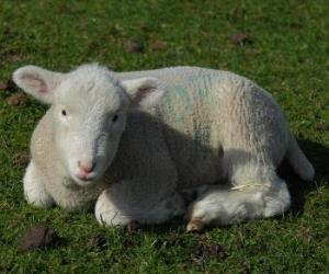 Układanka Baranek, owiec niemowląt i wypasu owiec