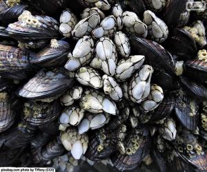 Układanka Barnacles i małże