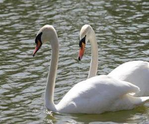 Układanka basen Swans spokojnie