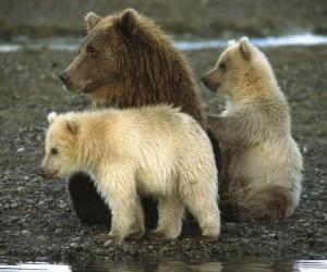 Układanka Bear Family