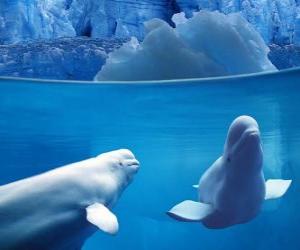 Układanka Beluga wieloryb jest to gatunek zębatych życia Monodontidae rodziny w Arktyce i subarktycznych.