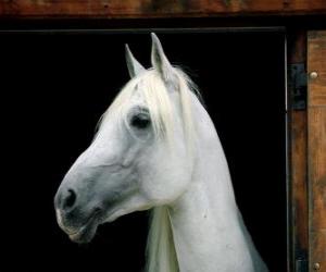 Układanka Biała głowa konia