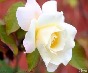 Układanka Biała Róża