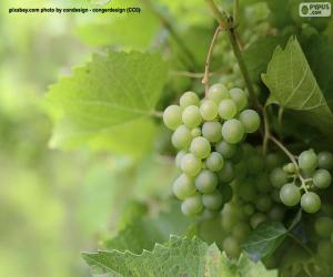 Układanka Białe winogrona