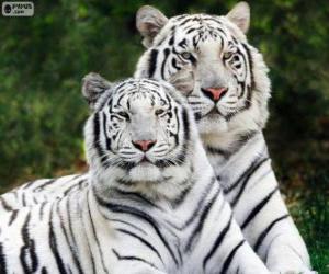 Układanka Biały Bengal Tigers