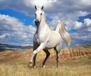 Układanka Biały koń na łonie natury