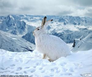 Układanka Biały królik w śniegu