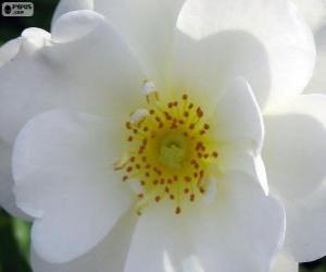 Układanka Biały kwiat