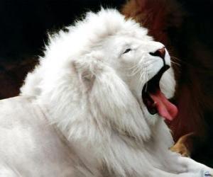 Układanka Biały lew
