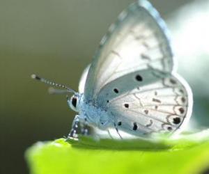 Układanka Biały motyl