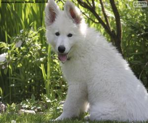 Układanka Biały szwajcarski owczarek pies szczeniak
