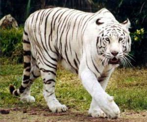 Układanka Biały tygrys