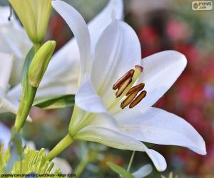 Układanka Białych lilii azjatyckich