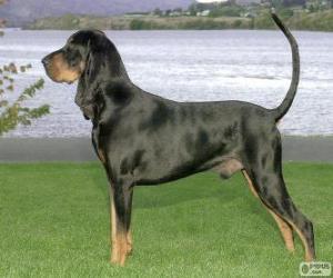 Układanka Black And Tan Coonhound