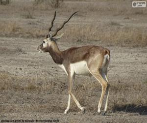 Układanka Blackbuck