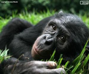 Układanka Bonobo lub szympans karłowaty