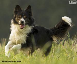 Układanka Border Collie