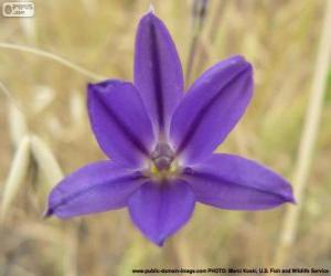 Układanka Brodiea filifolia