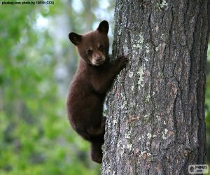 Układanka Brown bear cub wspina drzewo