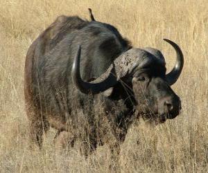 Układanka Buffalo