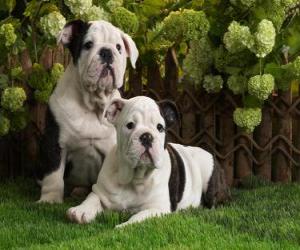 Układanka Bulldog Puppies