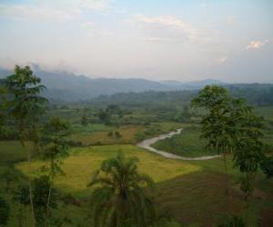 Układanka Bwindi Forest, Uganda.