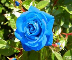 Układanka Błękitna róża