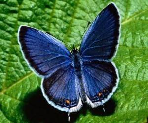 Układanka Błękitny motyl skrzydła szeroko otwarte