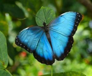 Układanka Błękitny motyl