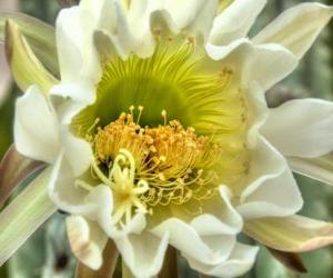 Układanka Cactus Flower