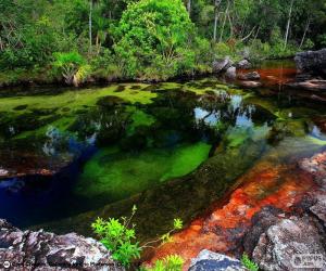 Układanka Caño Cristales, Kolumbia