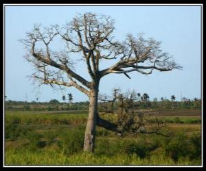 Układanka Ceiba