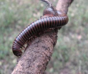 Układanka Chilopoda, Pareczniki znany jako stonogi i krocionogi