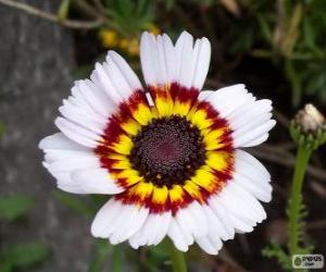 Układanka Chryzantema tricolor