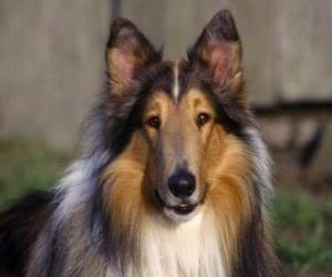 Układanka Collie